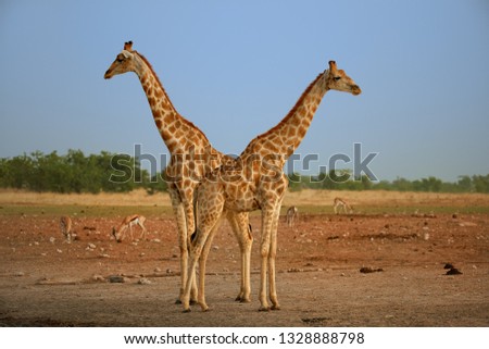 Two  Angolan giraffes, Giraffa giraffa angolensis, also known as Namibian giraffe, standing heads apart next to waterhole. Safari in Etosha national park. Wildlife photography, Namibia.