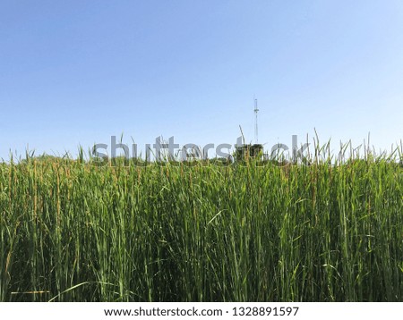 Typha angustifoliaL in blue sky background