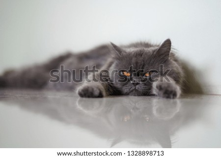 Stock Photo - A reflection of lazy cat