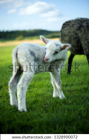 Cute lamb standing in a green field with a blurry background. Location: Uddevalla, Sweden