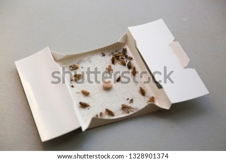 Cockroaches at home in an insect sticky trap
