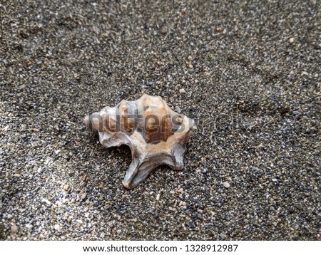 Beautiful sea shell on black sea sand