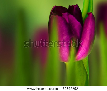 Tulips garden in spring