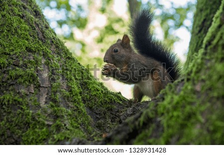 in the park there are always squirrels who are waiting for nuts