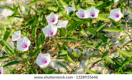 
Morning glory flowers that are white and purple