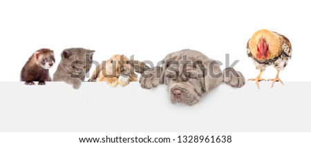 Large group of pets  over empty white banner looking down. isolated on white background. Empty space for text