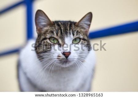 Portrait of arrogant homeless beautiful cat on the street