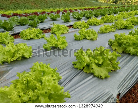 Organic Salad Farm