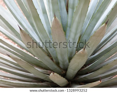 agave tequilana cactus