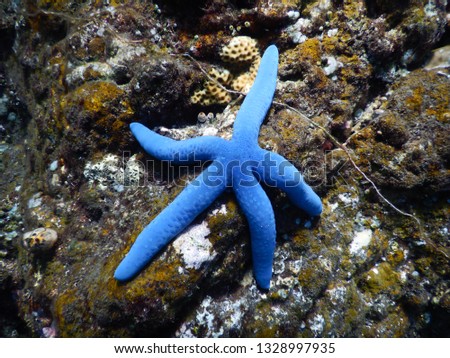 Blue Starfish relaxing on corals in shallow water.