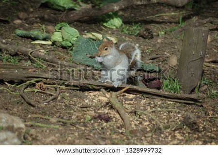 Grey Squirrel Feeding
