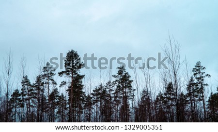 Pine forest silhouette