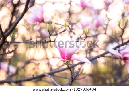 Blossoming pink flower background, natural wallpaper. Flowering magnolia branch in spring, macro image with copyspace and beautiful bokeh