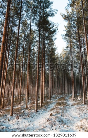 Finnish wintery Forest in Lapland Lappi Finland!