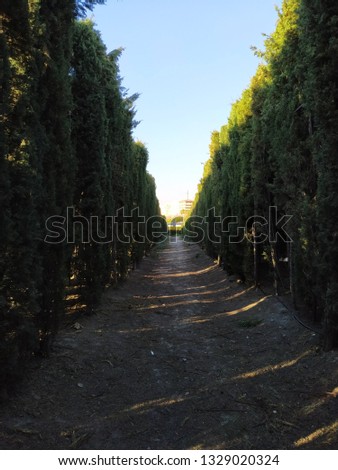 A photo of a street of plant