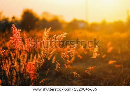 Selective focus Grass flowers of meadow during the sunrise. Shadow of plants with light in warm tone. beautiful Evening time on the hill.  picture in nature background.The image depicts loneliness 