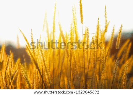 Selective focus Grass flowers of meadow during the sunrise. Shadow of plants with light in warm tone. beautiful Evening time on the hill.  picture in nature background.The image depicts loneliness 