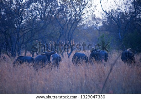 BLUE WILDEBEEST IN THE EARLY MORNING LIGHT