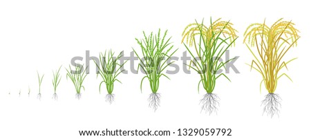 Growth stages of rice plant. Rice increase phases. Vector illustration. Oryza sativa. Ripening period. The life cycle. Use fertilizers. On white background. Royalty-Free Stock Photo #1329059792