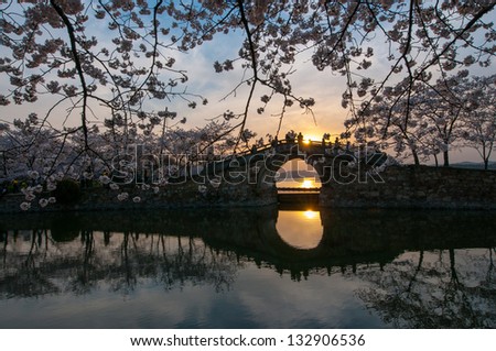 sunset of the park oF China with beautiful cherry blossoms