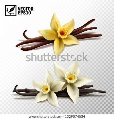 3d realistic vector isolated vanilla sticks and vanilla flowers in yellow and white Royalty-Free Stock Photo #1329074534