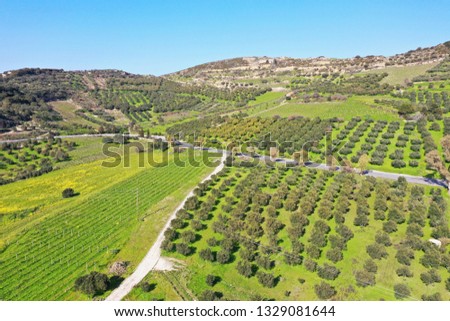 Olive grove scenery in central Crete, Greece, the most beautiful landscapes in fresh green in early spring after a few rainy days