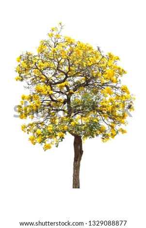 The tree with green leaves and yellow flowers. (Silver trumpet tree)
Isolated on white background. (clipping path)