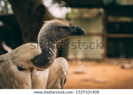 White-backed vulture at wildlife rehabilitation centre in Kruger Nationalpark, South Africa