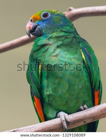 Portrait shot of the Blue-Cheeked Amazon.