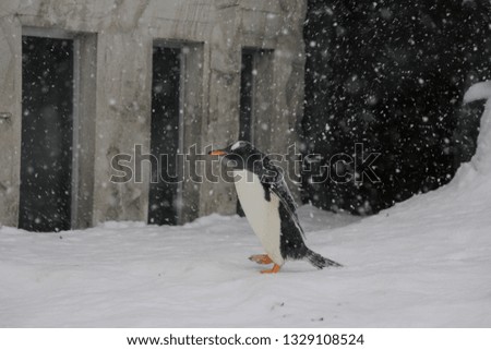 Penguin in Zoo