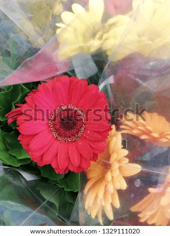 Close up gerbera red and yellow beautiful flowers