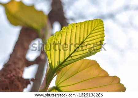 Dipterocarpus tuberculatus Roxb.  Dipterocarpaceae ,Banana leaf tightSprouting leaves of large perennials in the deciduous forest of Southeast Asia, Thailand, Myanmar, Laos, Vietnam 