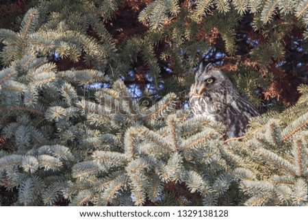 Short-eared owl in winter