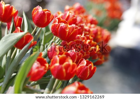 Tulip flower background