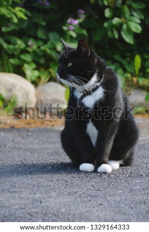 black and white cat looking to the side
