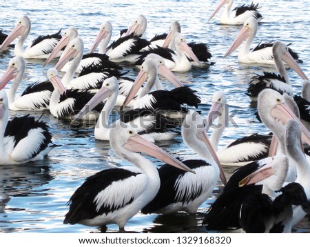 Pelican - flock of Australian Pelicans, a black and white pelican bird in the pelican family (Pelecanus onocrotalus) found in Australia, fiji and New Guinea and pacific islands stock photo photograph