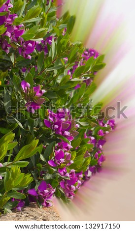 Green bush with beautiful lilac flowers.. Background.