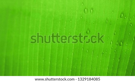 The green leaf nature wallpaper