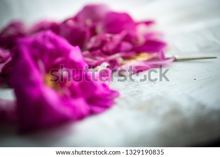 Flowers of wild rose with petals on a white board