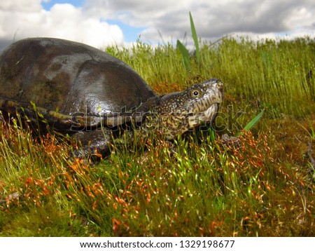 An Eastern Mud Turtle (Kinosternon subrubrum) nestled in green grass on a small hill in profile, Mississippi Royalty-Free Stock Photo #1329198677