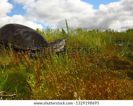 An Eastern Mud Turtle (Kinosternon subrubrum) nestled in green grass on a small hill clouds in background, Mississippi