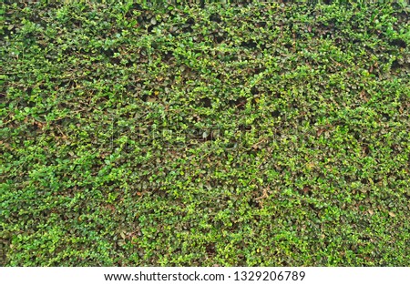 Close-up image of green leaves pattern