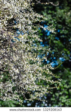 blooming white tree in spring cherry plum