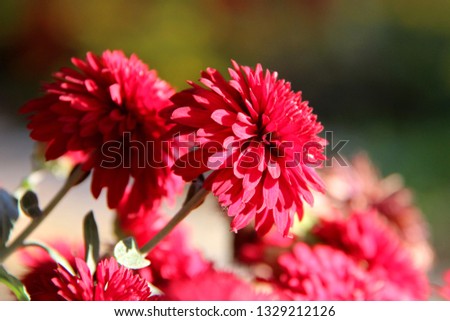 Beautiful red chrysanthemum as background picture. Chrysanthemum wallpaper, chrysanthemums in autumn.