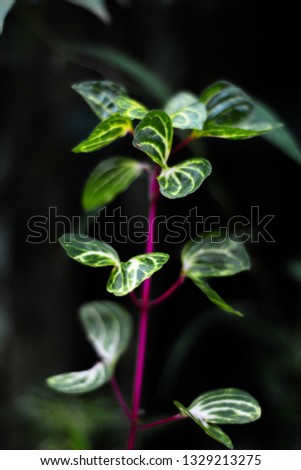 Green leaves with a yellow blend called Polyscias scutellaria, home ornamental plants - image