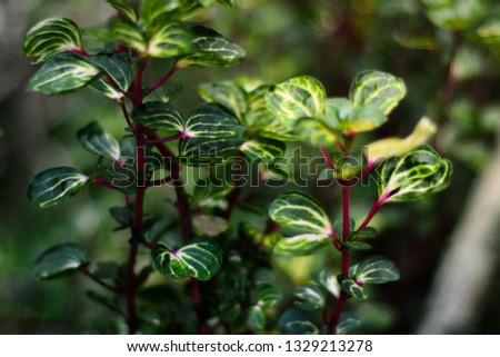 Green leaves with a yellow blend called Polyscias scutellaria, home ornamental plants - image