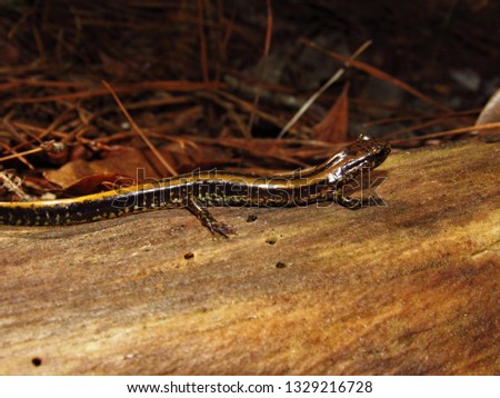 Three - lined Salamander (Eurycea guttolineata) on downed log in light rain facing right, Mississippi