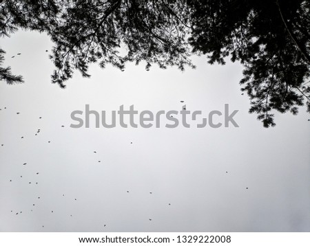 flock of birds on the background of the cloudy sky, tree branches on the background of the sky