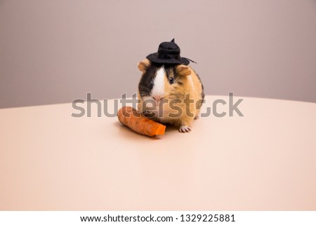 Little funny guinea pig in black hat eat the carrot. Cavy and the carrot.