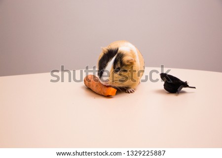 Little funny guinea pig in black hat eat the carrot. Cavy and the carrot.